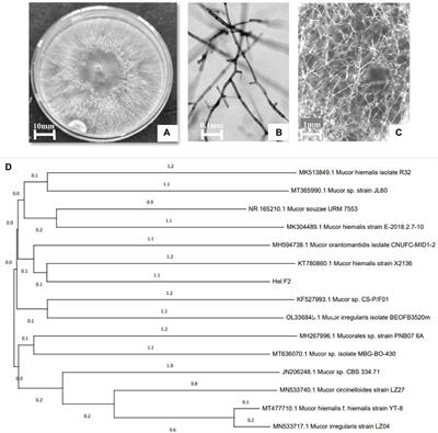 Drought alleviation efficacy of a galactose rich polysaccharide isolated from endophytic Mucor sp. HELF2: A case study on rice plant